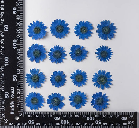 Pressed Daisy Flowers