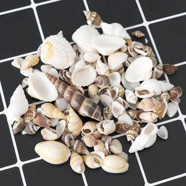 Seashells