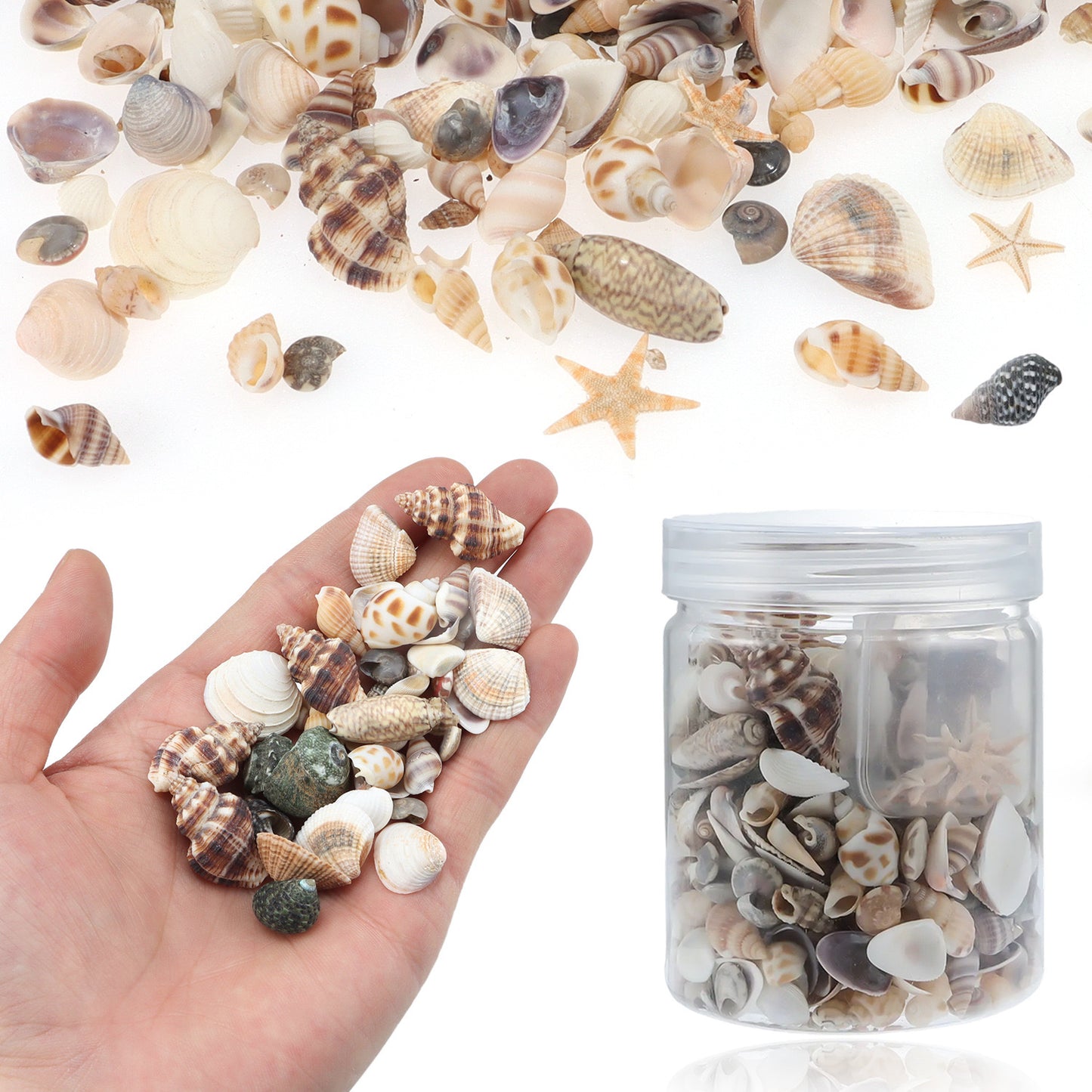 Seashells