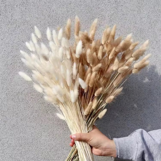 Bunny pampas flowers 55-60pcs