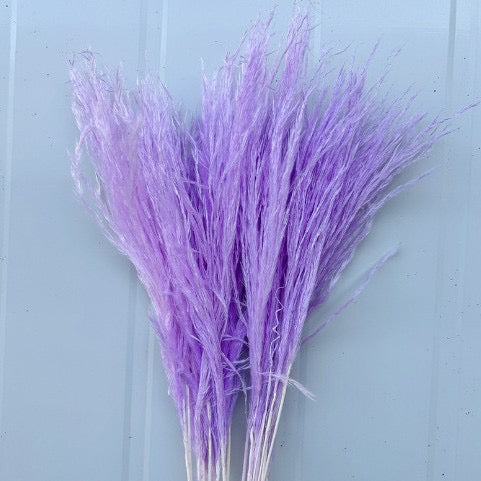 Duster Reed pampas flowers (20 pcs)