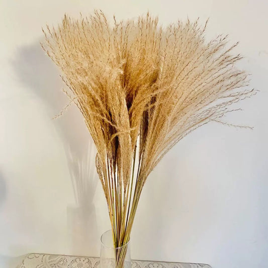 Duster Reed pampas flowers (20 pcs)