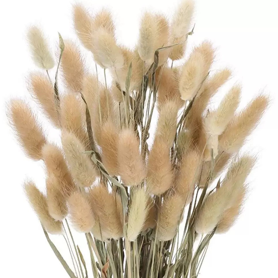Bunny pampas flowers 55-60pcs