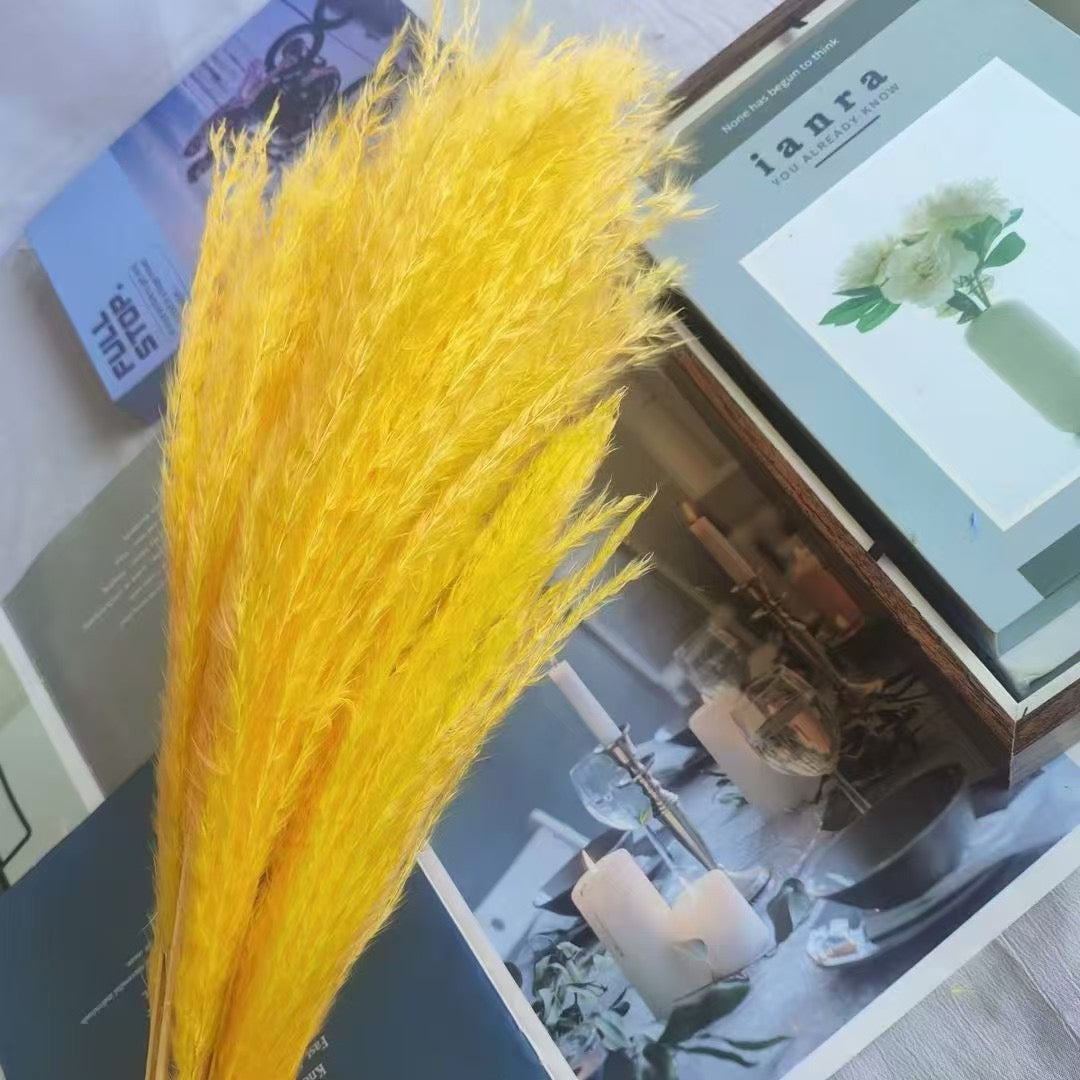 Duster Reed pampas flowers (20 pcs)