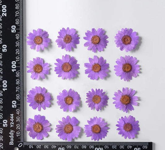 Pressed Daisy Flowers
