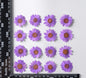 Pressed Daisy Flowers