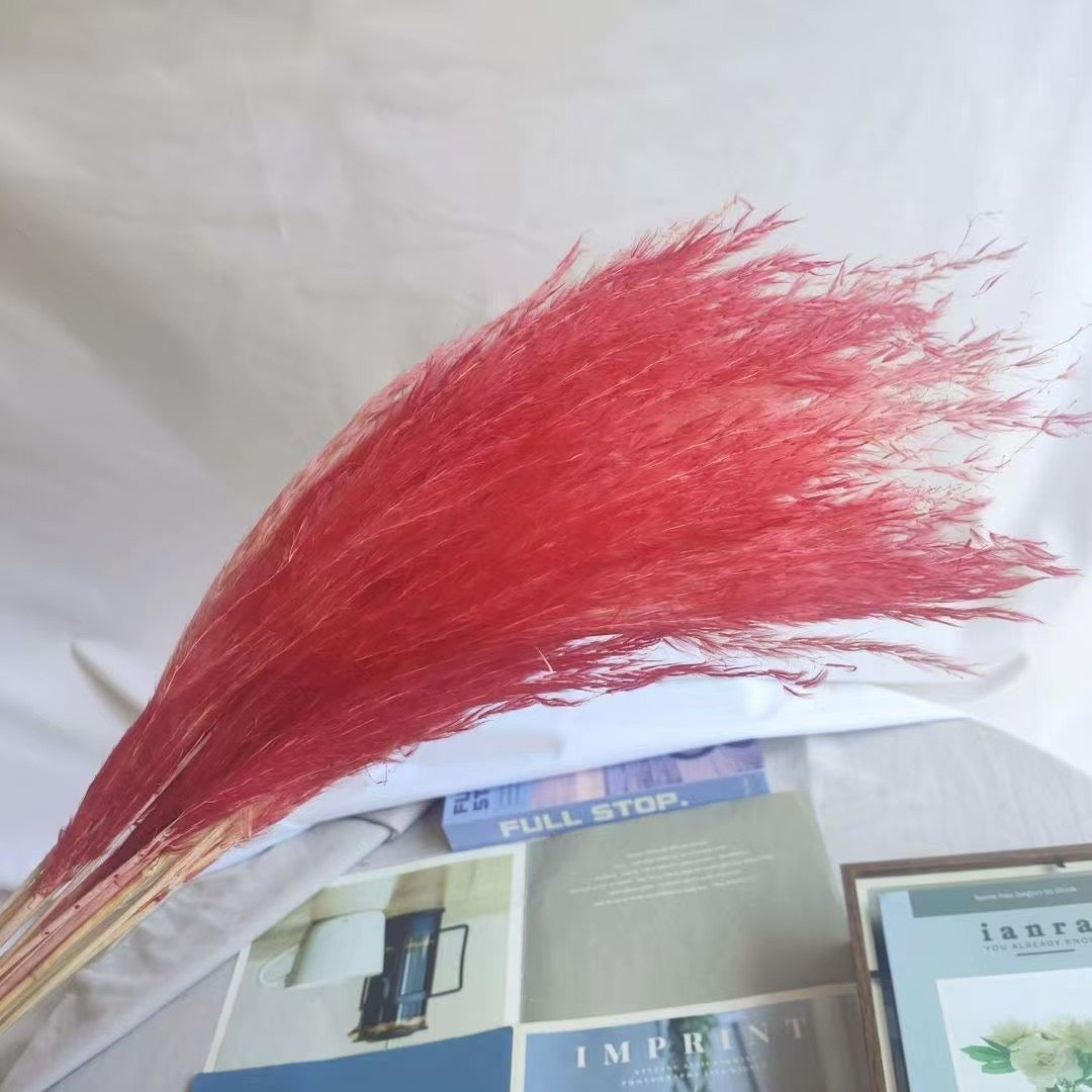 Duster Reed pampas flowers (20 pcs)