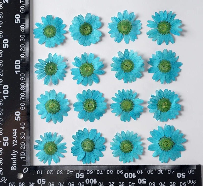 Pressed flowers (sunflower)