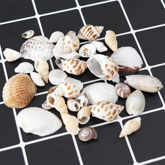 Seashells