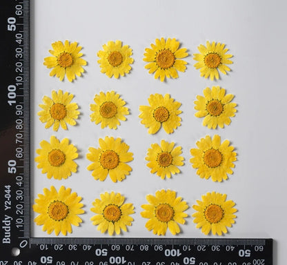 Pressed flowers (sunflower)