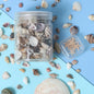 Seashells